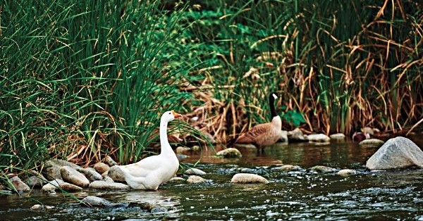 lkc river talk banner