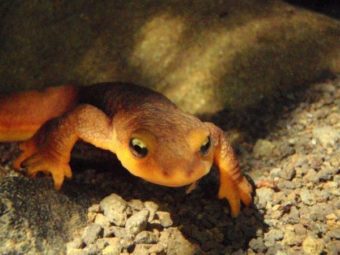 drought makes life hard for los angeles newts