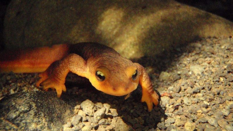 drought makes life hard for los angeles newts