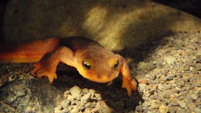 drought makes life hard for los angeles newts