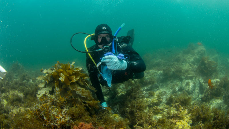 citizen scientist’s message in a bottle: rapid edna assessments of marine biodiversity to evaluate the effectiveness of los angeles’ marine protected areas