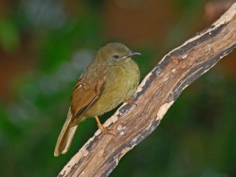 to predict a bird’s song, head out to space