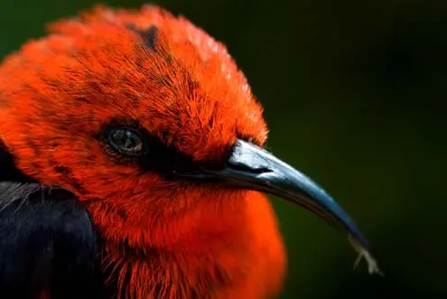 the role of sexual selection in speciation in pacific island songbirds