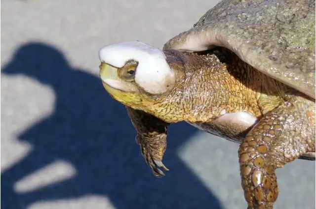 turtle.head . mid mid