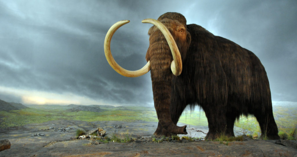 future of the wooly mammoth