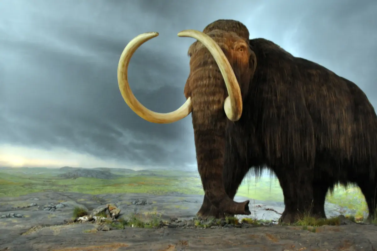 future of the wooly mammoth