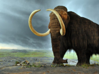 future of the wooly mammoth
