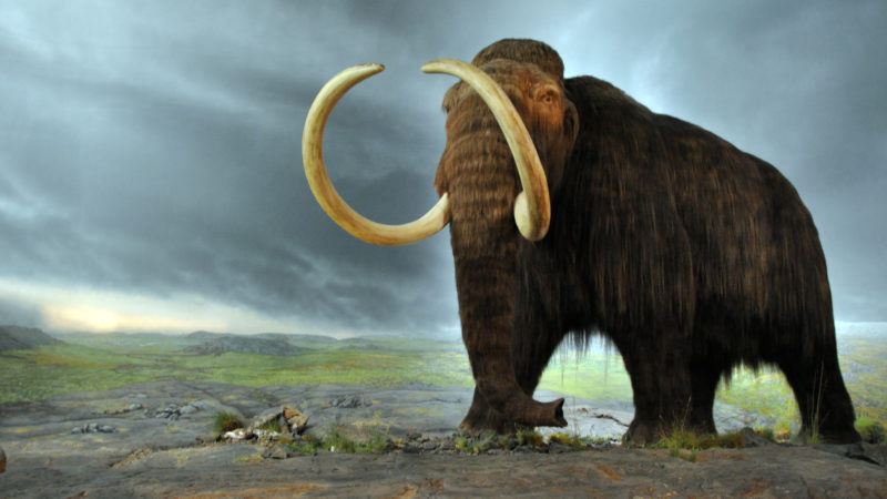 future of the wooly mammoth