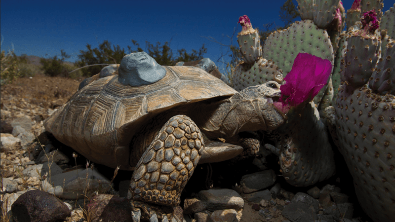 desert tortoise conservation