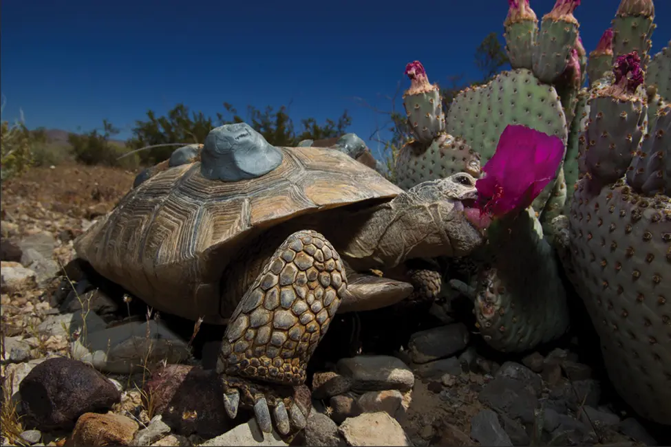 desert tortoise conservation