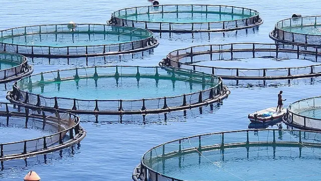 fish-farm-hero-crop