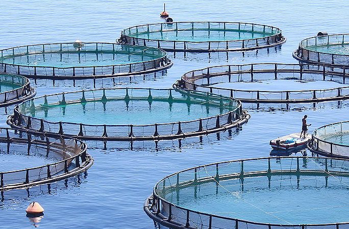 fish-farm-hero-crop