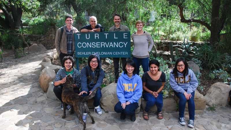 reintroducing threatened western pond turtles into southern california ecosystems