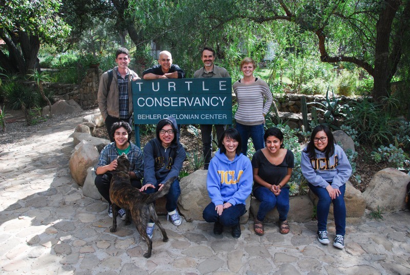 reintroducing threatened western pond turtles into southern california ecosystems