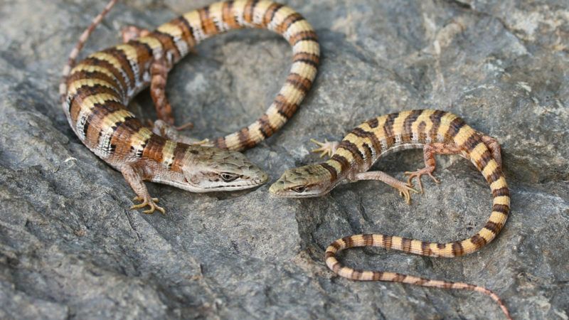 landscape genomic analyses of four endangered california reptile and amphibian species