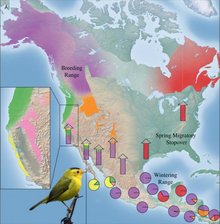 Population specific migratory flyways for Wilson's warbler 