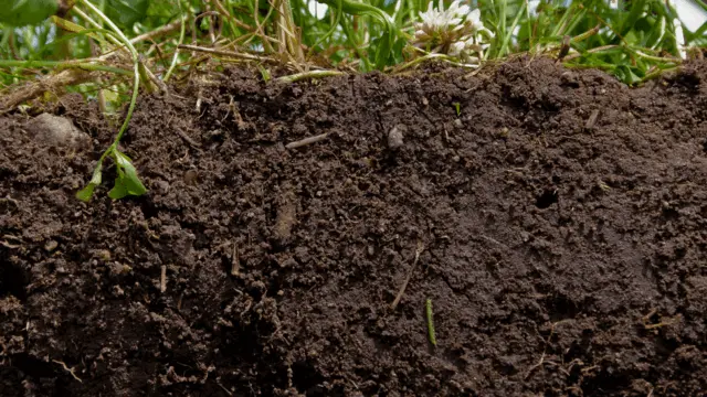 edna: experimental restoration of native grassland at stunt ranch