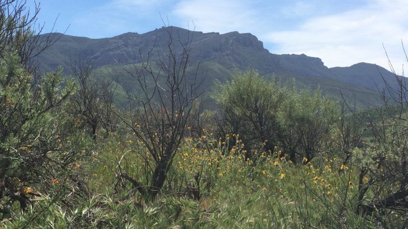 ecological impacts of nitrogen deposition on coastal sage scrub of the santa monica mountains