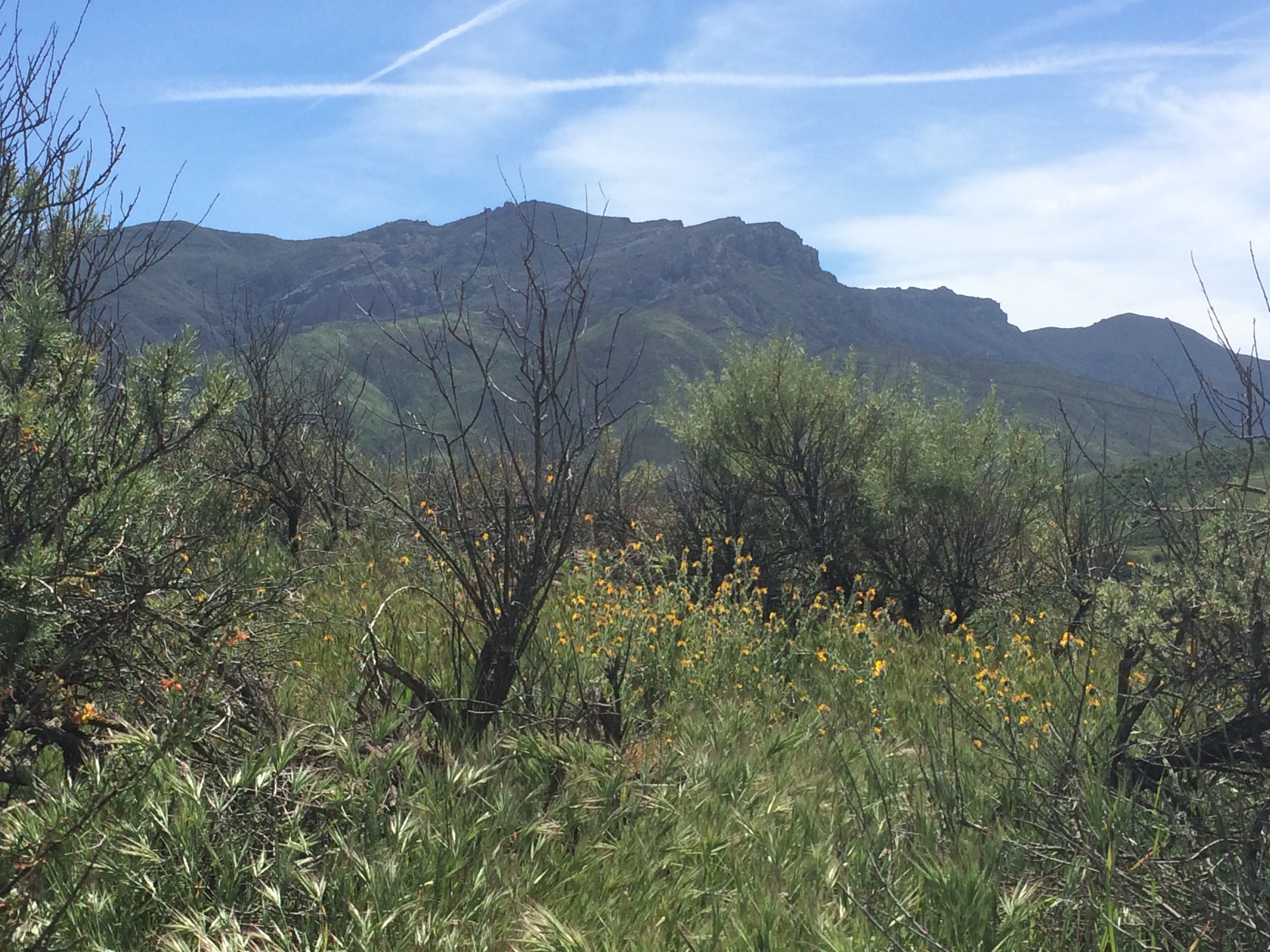ecological impacts of nitrogen deposition on coastal sage scrub of the santa monica mountains