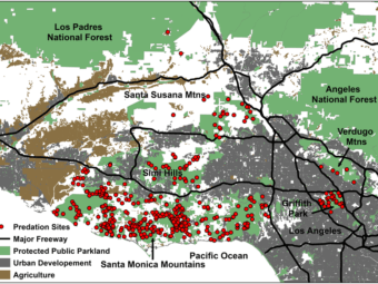 the verge: where do mountain lions hunt in los angeles?