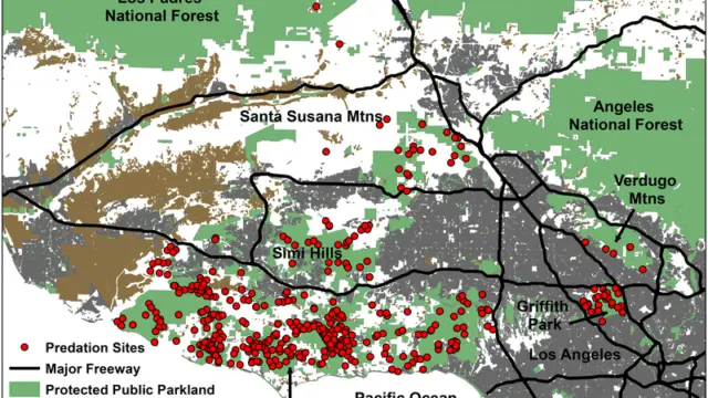 the verge: where do mountain lions hunt in los angeles?