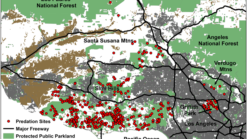 the verge: where do mountain lions hunt in los angeles?