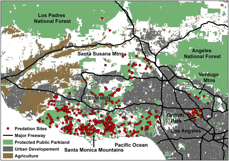 the verge: where do mountain lions hunt in los angeles?