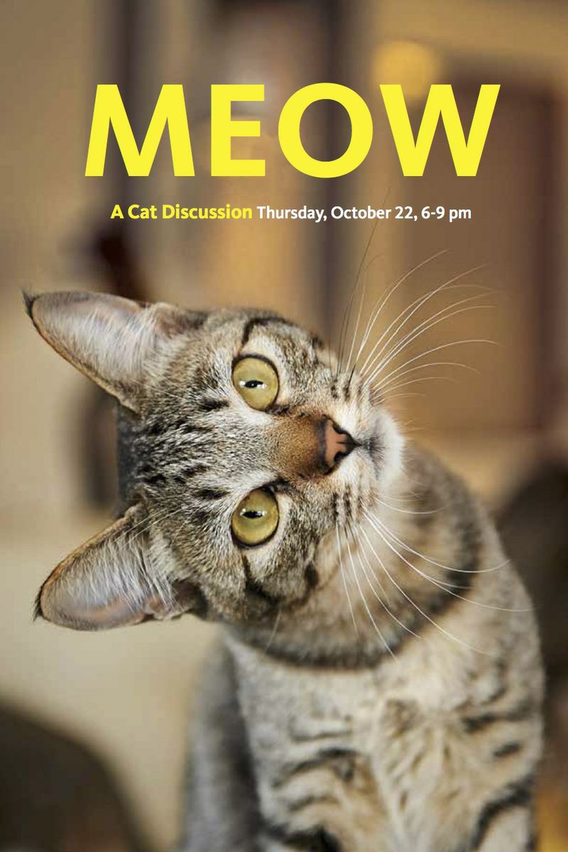 meow! a cat discussion