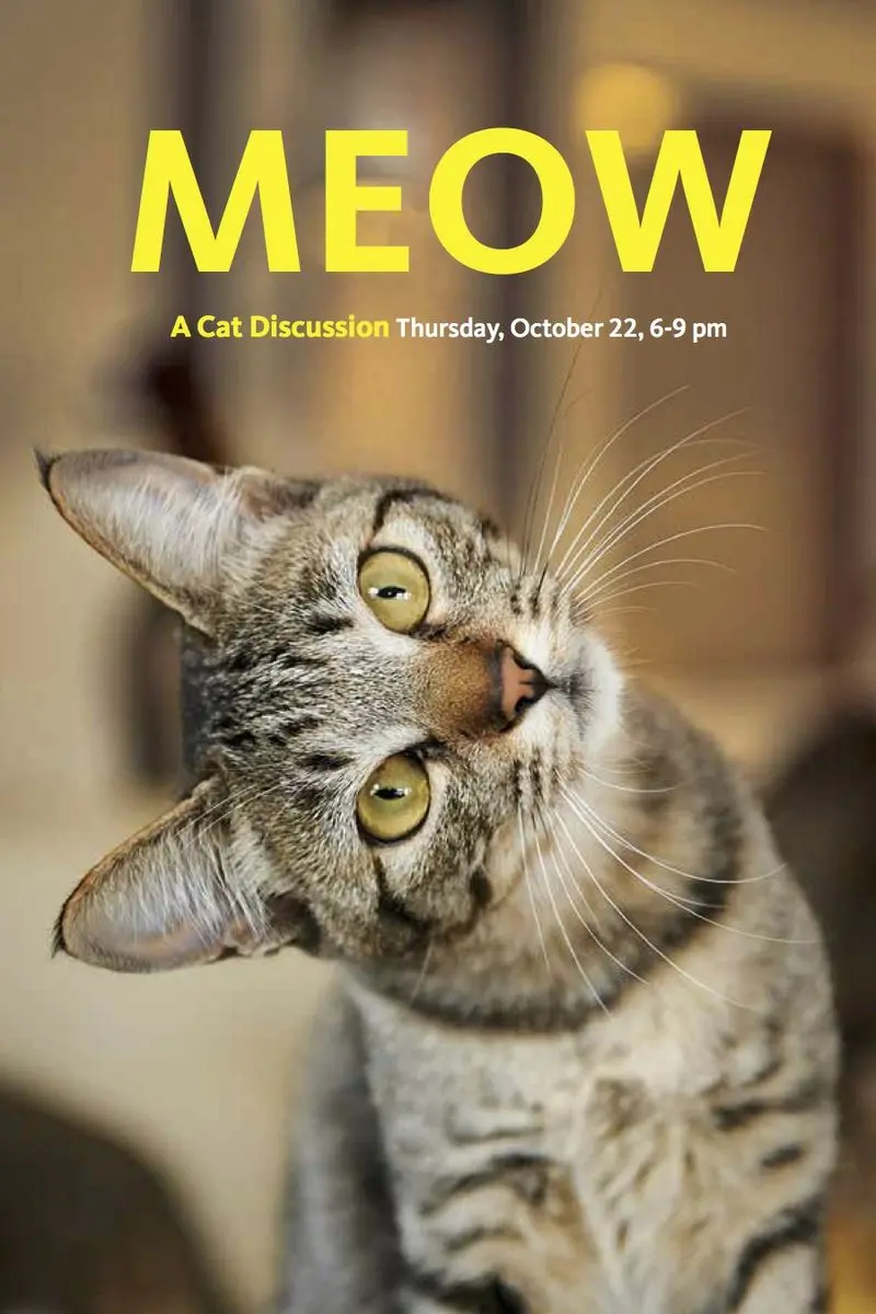 meow! a cat discussion