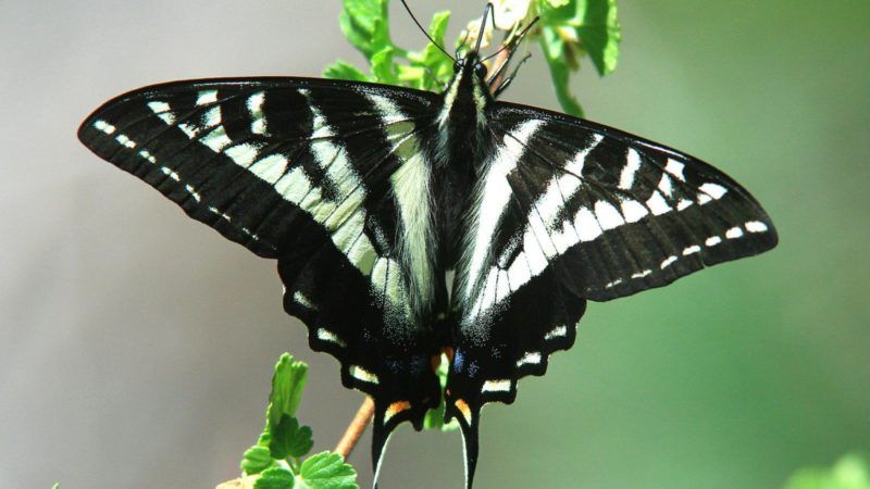 butterfly survey by la kretz center and natural history museum scientist