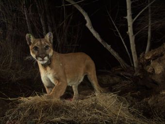 la kretz postdocs partner with national park service on mountain lion study