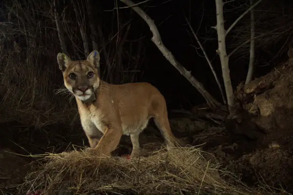 la kretz postdocs partner with national park service on mountain lion study