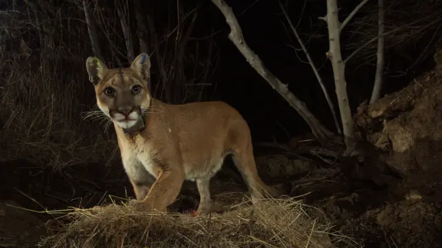 la kretz postdocs partner with national park service on mountain lion study