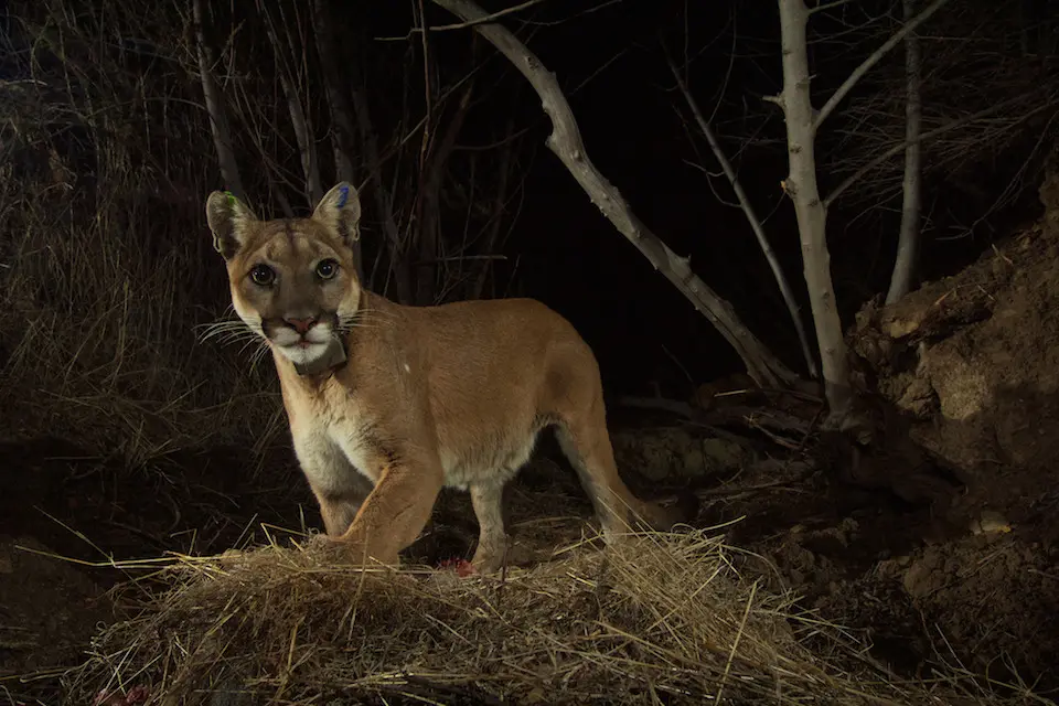 la kretz postdocs partner with national park service on mountain lion study