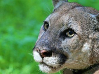 local mountain lion population faces precipitous decline in genetic diversity within 50 years, possible extinction