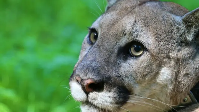 local mountain lion population faces precipitous decline in genetic diversity within 50 years, possible extinction