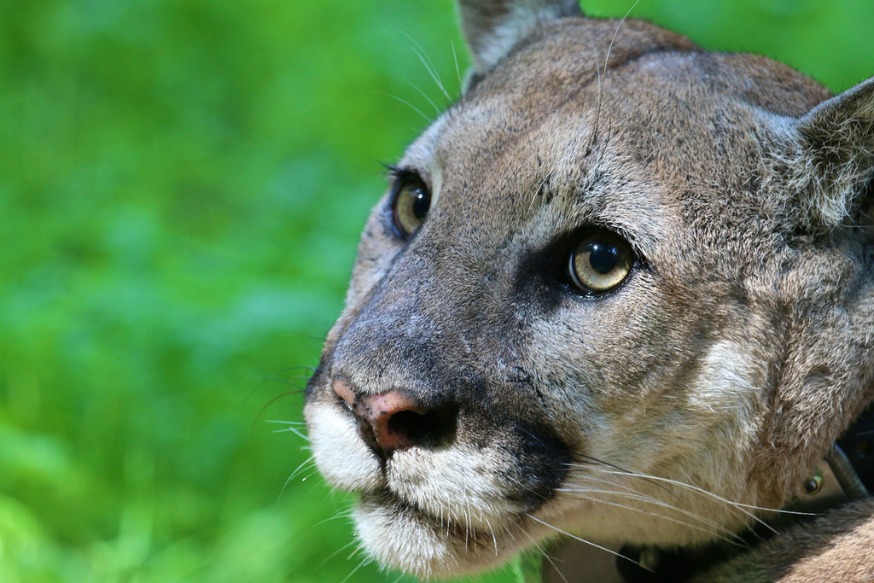 local mountain lion population faces precipitous decline in genetic diversity within 50 years, possible extinction