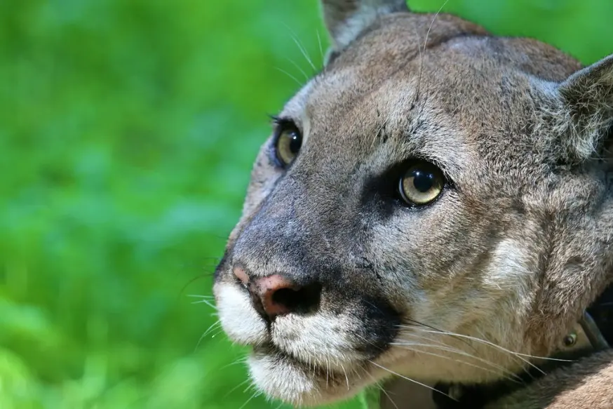 local mountain lion population faces precipitous decline in genetic diversity within 50 years, possible extinction