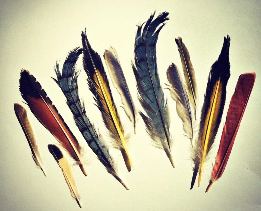 Feathers from migratory North American birds, Genoscape Collection. Photo credit: Belinda Waymouth