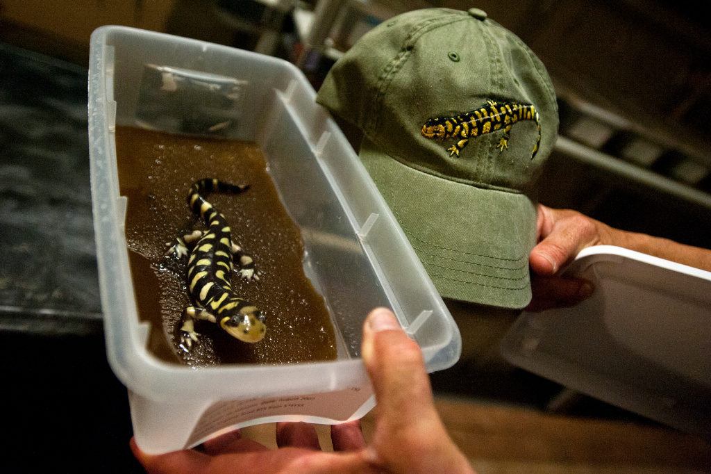 super-salamanders