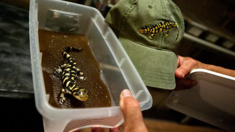 super-salamanders