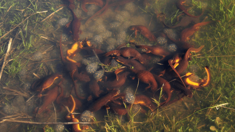 stream amphibian connectivity and conservation across the santa monica mountains