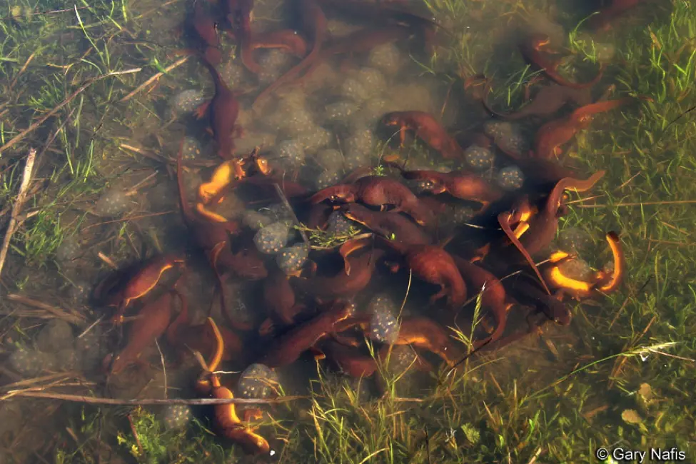 stream amphibian connectivity and conservation across the santa monica mountains