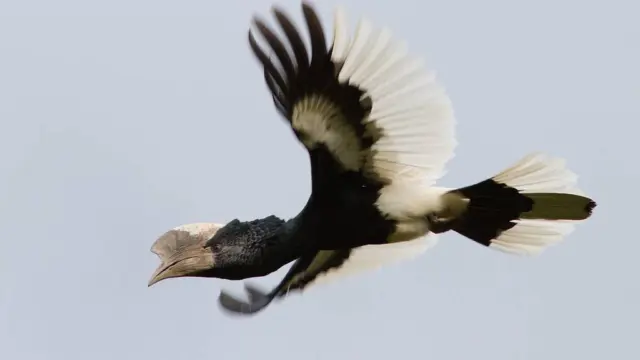 long-distance movements and resource use by hornbills in cameroon
