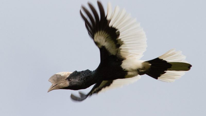 long-distance movements and resource use by hornbills in cameroon