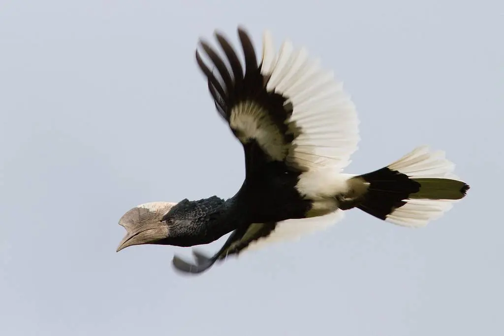 long-distance movements and resource use by hornbills in cameroon