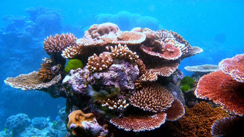 coral reef conservation