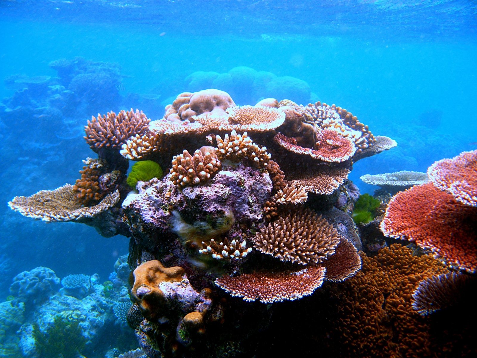 coral reef conservation