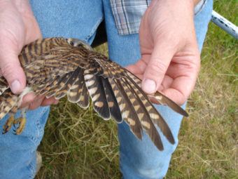 tracking kestrels one feather at a time