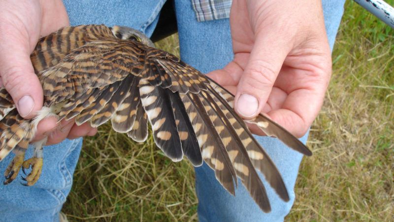 tracking kestrels one feather at a time